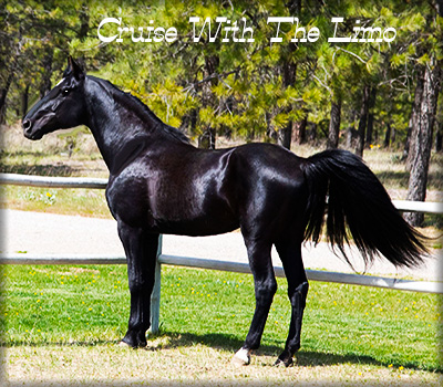 Slush Creek Walkers Tennessee Walking Horse Ranch Horse - CRUISE